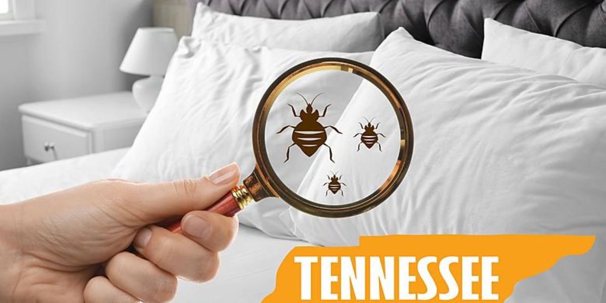 Tennessee's Bedbug Problem 5 Cities Hit Hard by Widespread Infestation