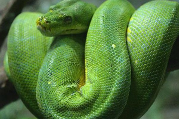 Texas’ Most Snake-Infested Lakes What You Need to Know Before Taking the Plunge