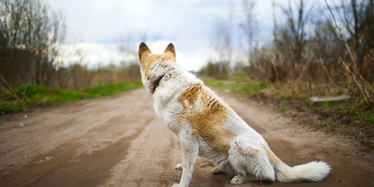 The New Maryland Pet Feeder Law A Must-Read for All Pet Owners