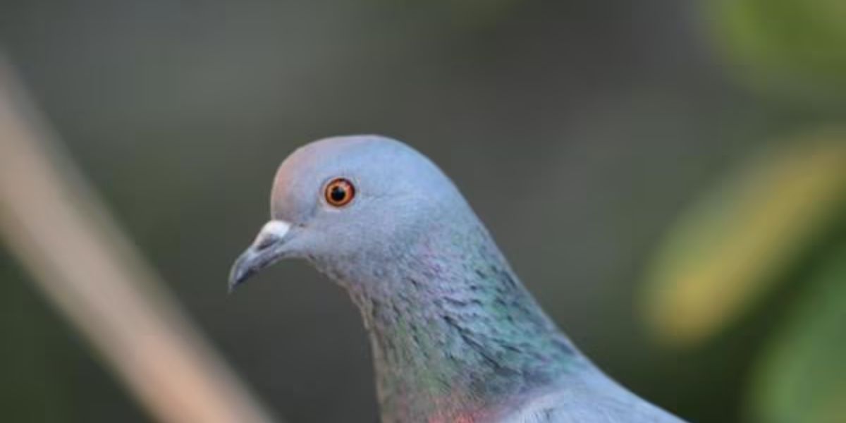 The Pigeon Feeder Law Iowa’s Innovative Solution for Local Urban Issues