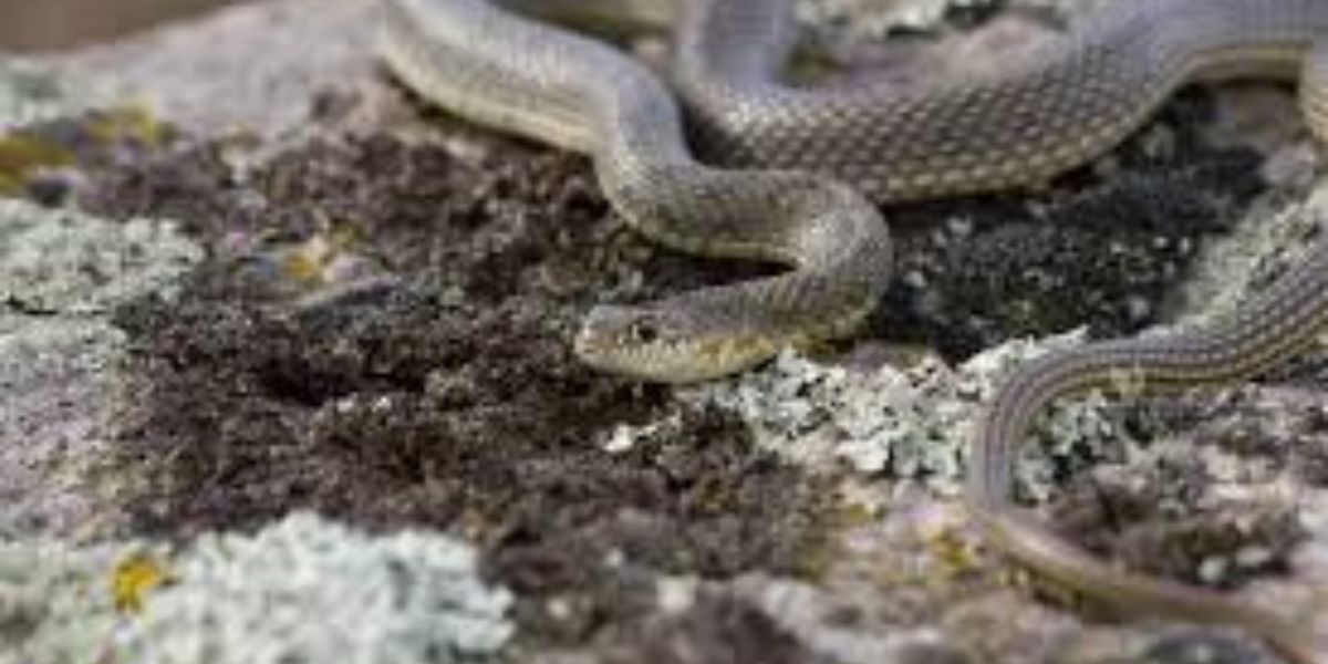 The Top Snake-Infested Lakes in Vermont Stay Safe This Summer!