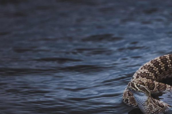 These New Jersey Lakes Are Packed with Snakes What You Need to Know Before Swimming