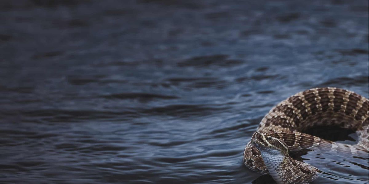 These New Jersey Lakes Are Packed with Snakes What You Need to Know Before Swimming