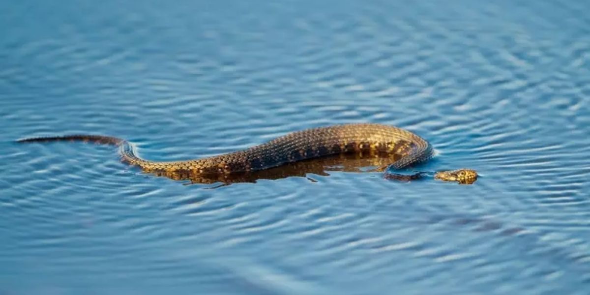 Top Snake-Infested Lakes in Nevada Dangerous Waters You Should Stay Away From