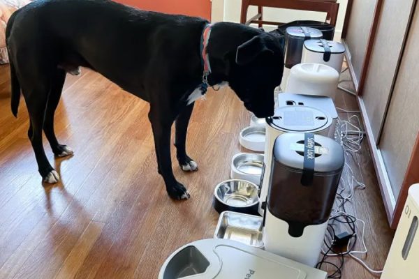 Vermont’s New Pet Feeder Law Explained Essential Info for Pet Owners