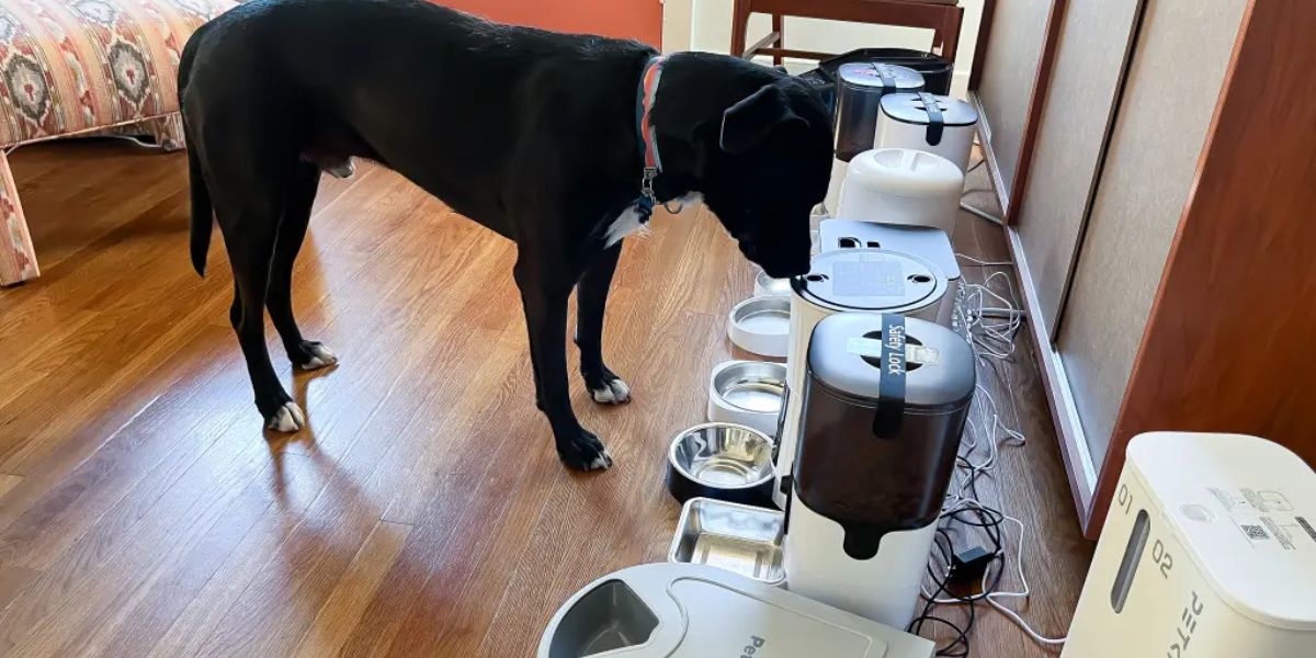 Vermont’s New Pet Feeder Law Explained Essential Info for Pet Owners