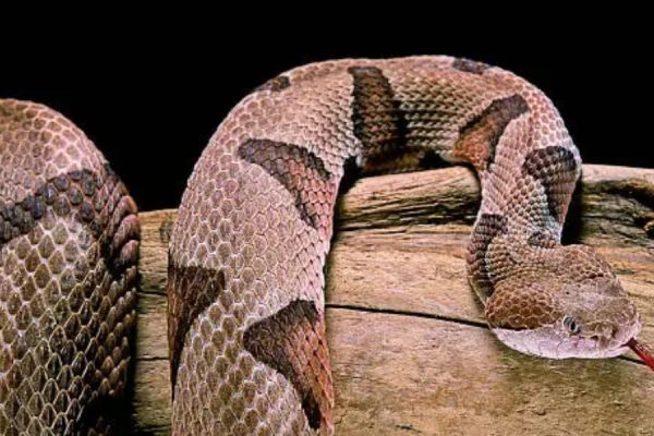 Warning These Georgia Lakes Are Home to Dangerous Snake Populations