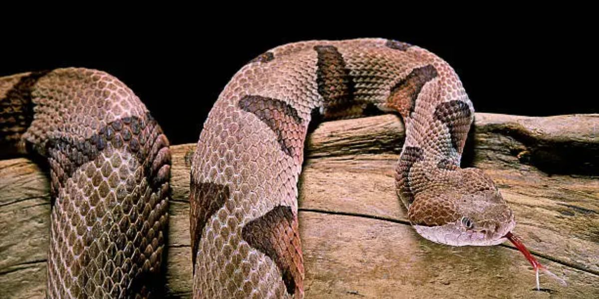 Warning These Georgia Lakes Are Home to Dangerous Snake Populations