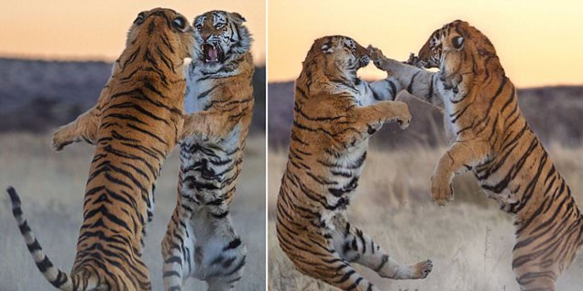 Watch Two Powerful Tigers Battle It Out in a High-Speed Clash for Territory